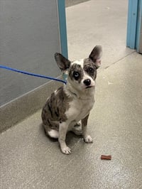 *HONEY BUNCH - Photo 1