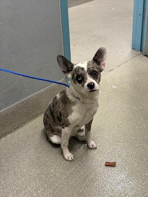 *HONEY BUNCH - French Bulldog available for adoption