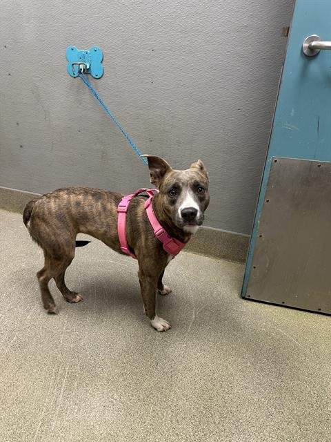 QUEEN - Pit Bull Terrier available for adoption