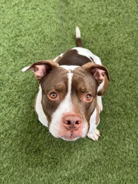 *MARSH - Pit Bull Terrier available for adoption