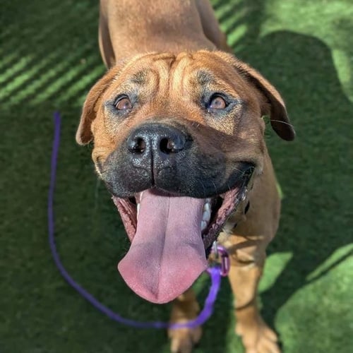 *BANANA BREAD - Pit Bull Terrier available for adoption