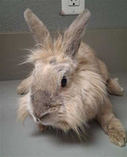 MAX - Longhaired Rabbit available for adoption