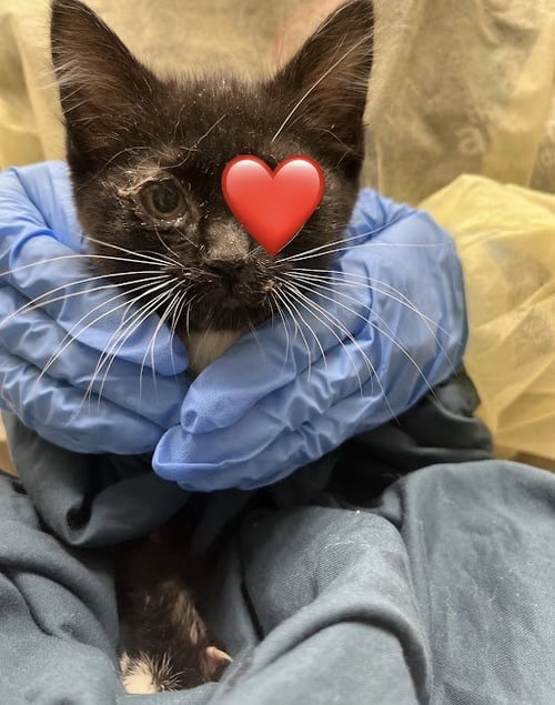 *CASHEW - Domestic Short Hair available for adoption