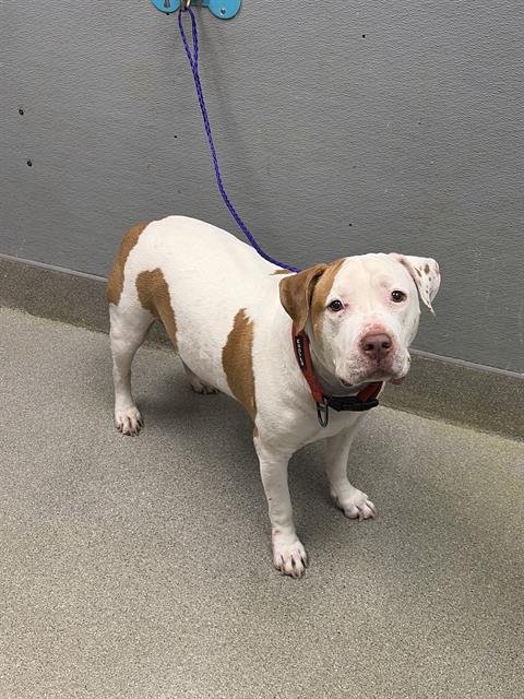 GUNNER - Pit Bull Terrier available for adoption