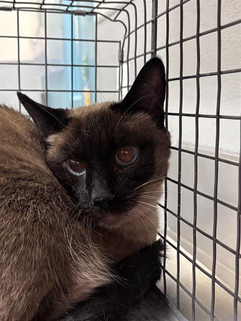 MINX - Siamese available for adoption