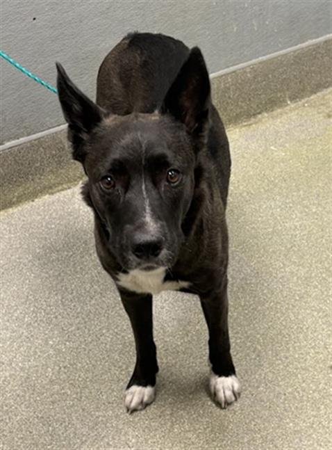 LUNA - German Shepherd Dog available for adoption