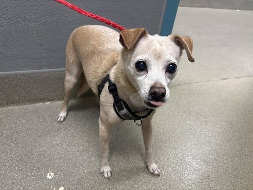 DUSTY - Terrier available for adoption