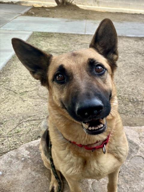 MAX - German Shepherd Dog available for adoption
