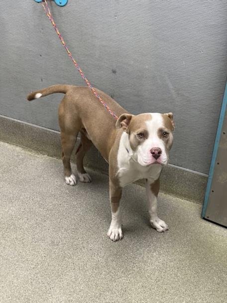 *ROCKWELL - Pit Bull Terrier available for adoption