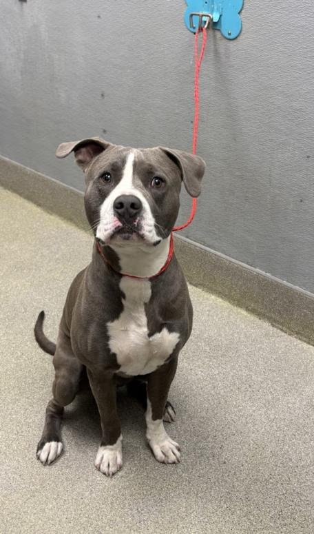 *GRIFFON - Pit Bull Terrier available for adoption