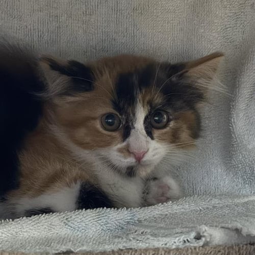 *NENE - Domestic Medium Hair available for adoption