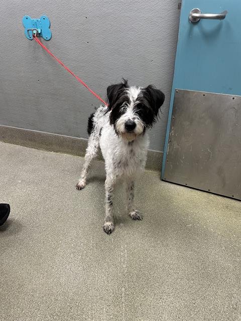 *ROCKET DOG - Schnauzer available for adoption