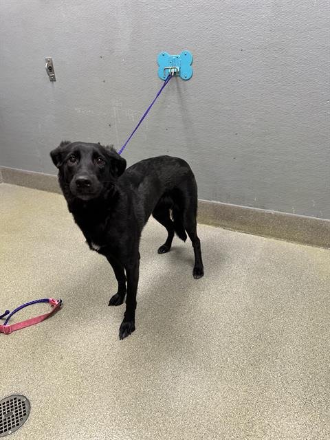 *DAPHNE - Labrador Retriever available for adoption