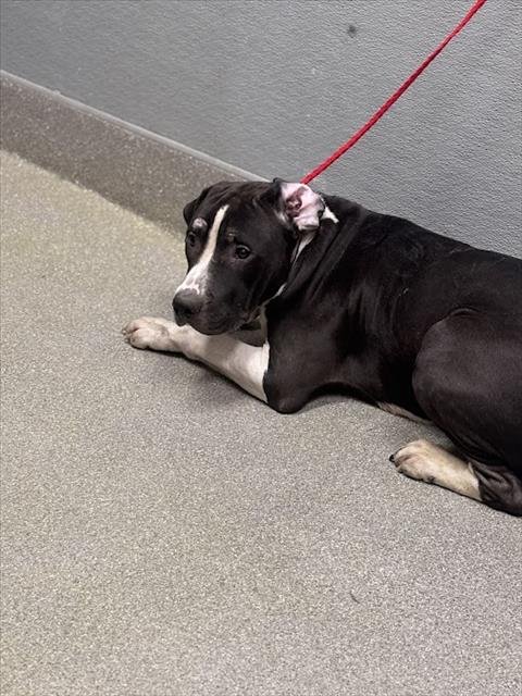 *STEFF - Pit Bull Terrier available for adoption