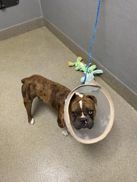 *HAWAIIAN BARBEQUE - American Bulldog available for adoption