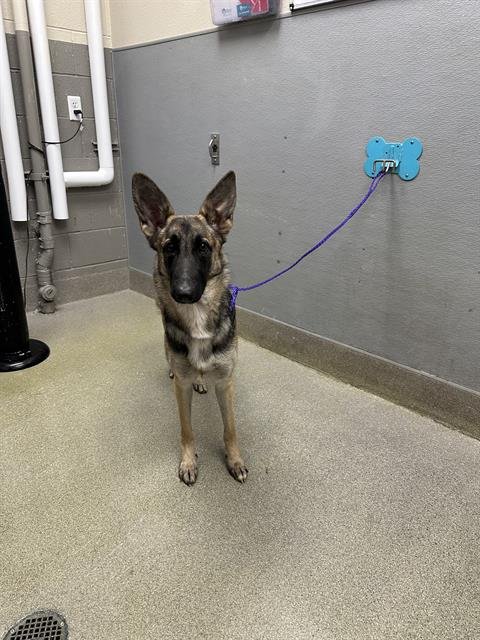 LUNA - German Shepherd Dog available for adoption