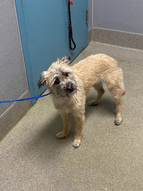 *PAWLICIA - Terrier available for adoption