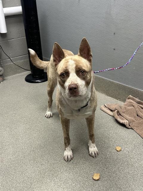 *PJ - Pit Bull Terrier / Siberian Husky available for adoption