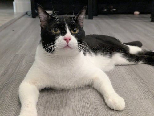 *MUDSLIDE - Domestic Short Hair for adoption in Las Vegas