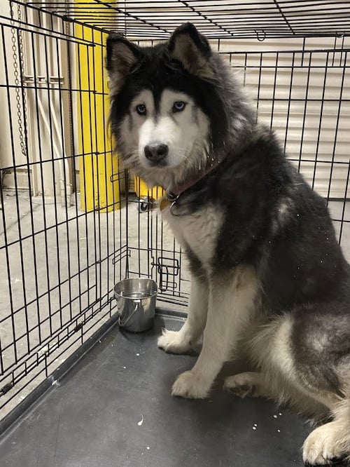 LULU - Siberian Husky available for adoption