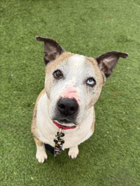 DALLI-MAI - Pit Bull Terrier / Greyhound available for adoption