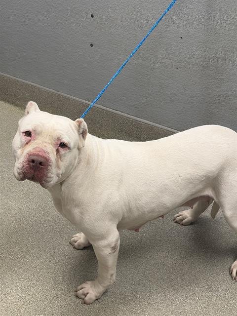 *SQUISH - Pit Bull Terrier available for adoption