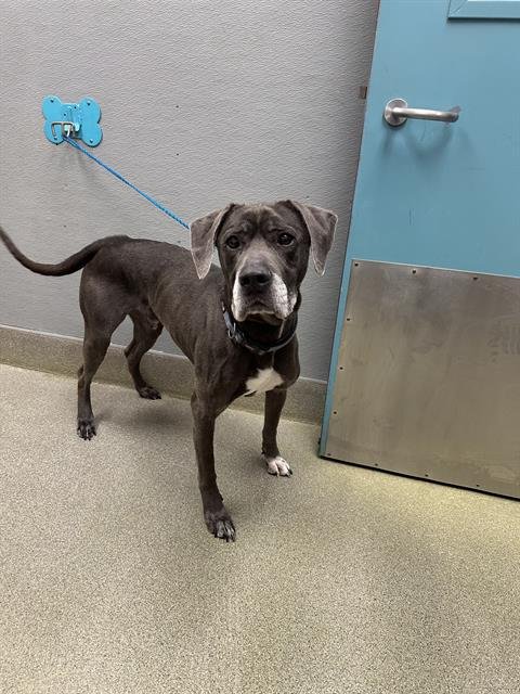 KEKOA - Great Dane available for adoption