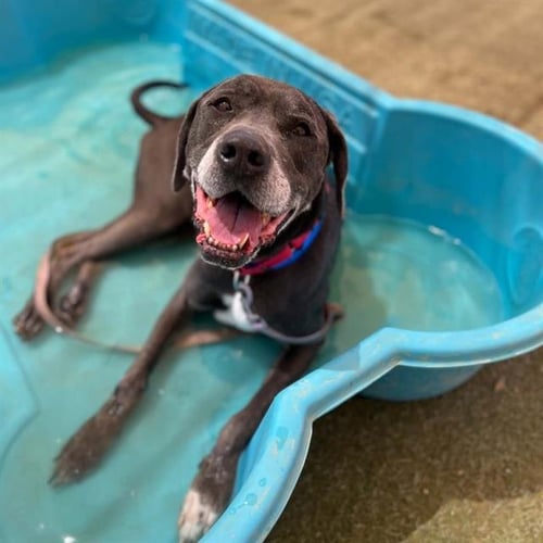 KEKOA - Great Dane available for adoption