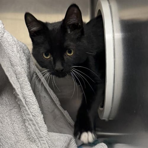 *ALFREDO - Domestic Short Hair available for adoption