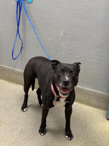 SYN'CERE - Staffordshire Bull Terrier available for adoption