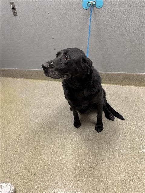 ROSEBUD - Labrador Retriever available for adoption