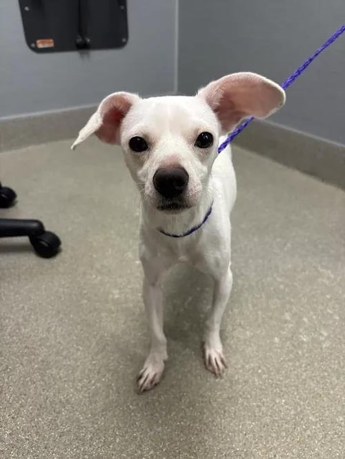 *CHUCK BERRY - Chihuahua available for adoption
