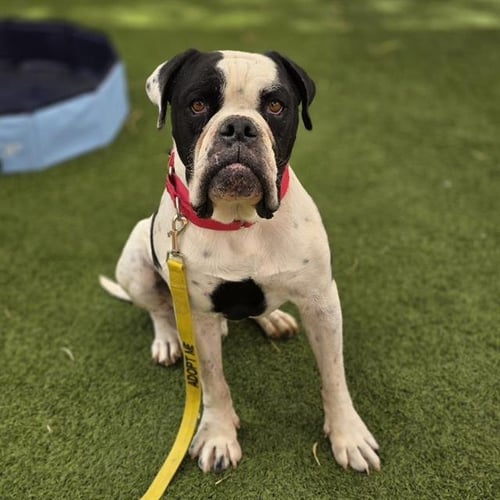 CHAPO - Boxer available for adoption