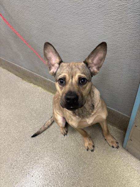 KODA - German Shepherd Dog available for adoption