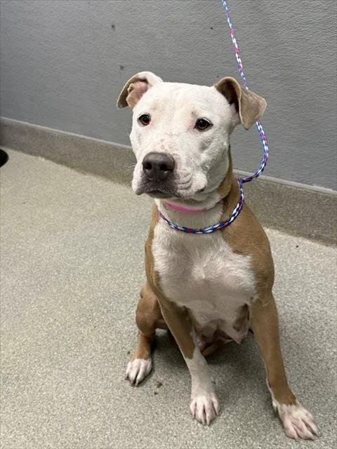 *PUPPERMINT PATTY - Pit Bull Terrier available for adoption