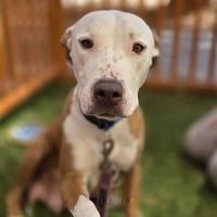 *PUPPERMINT PATTY - Photo 1