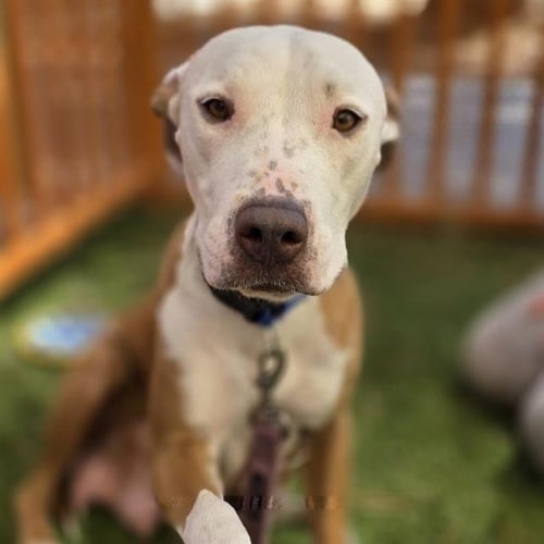 *PUPPERMINT PATTY - Pit Bull Terrier available for adoption