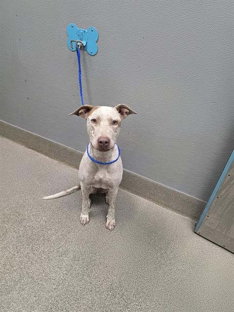 *PIXIE PAWS - German Shorthaired Pointer available for adoption