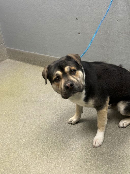 *FLASH DASH - Rottweiler available for adoption