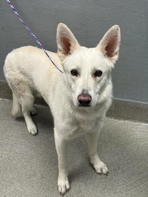 CASPER - German Shepherd Dog / Siberian Husky available for adoption