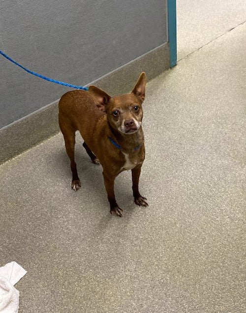 PINKY - Chihuahua available for adoption