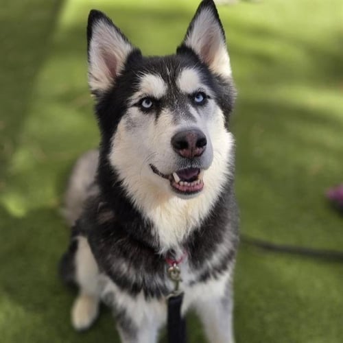 SHADOW - Husky available for adoption