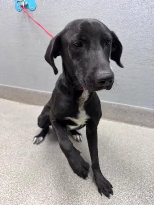 *MAVERICK - Labrador Retriever available for adoption