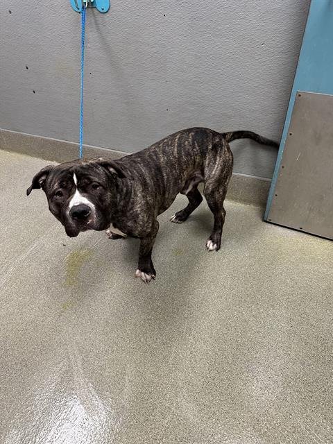 *BIBBLE - Pit Bull Terrier available for adoption