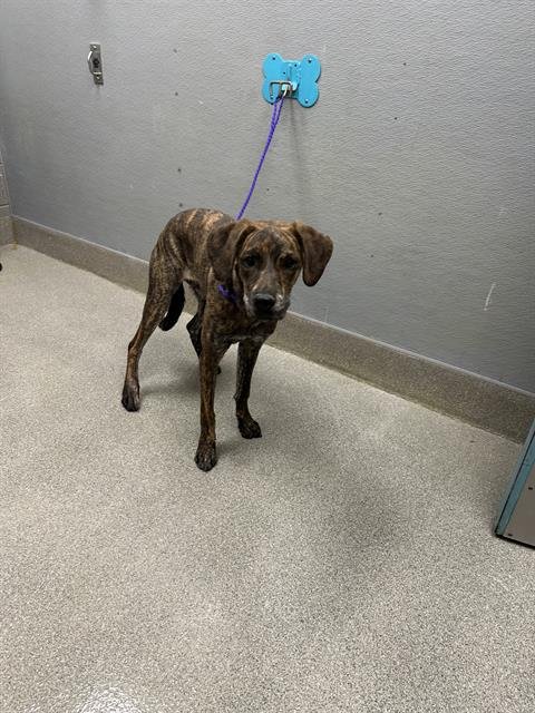 ATHENA - Cane Corso Mastiff available for adoption