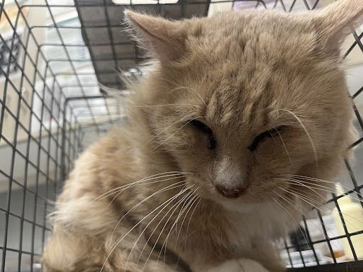 STEBAN - Domestic Short Hair available for adoption