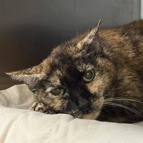 AMILLIA - Domestic Short Hair available for adoption