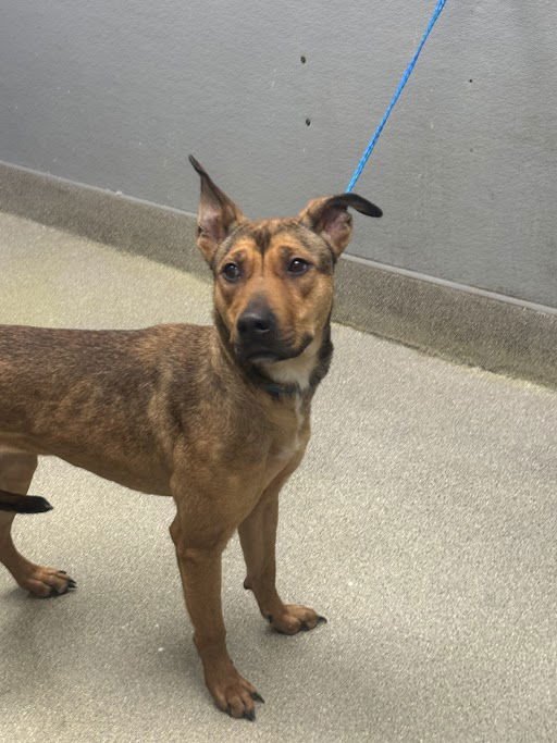 SALLY - German Shepherd Dog available for adoption