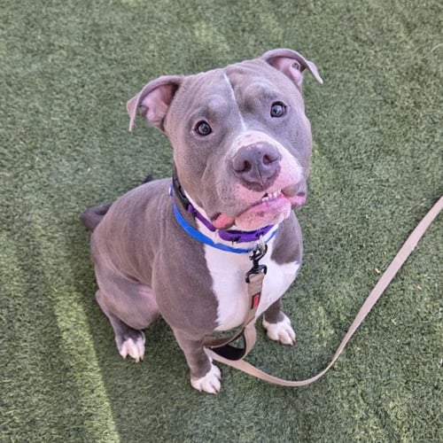 ANDRES - Pit Bull Terrier available for adoption