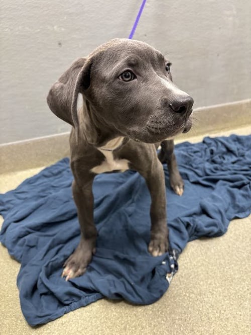 *VASH - Cane Corso Mastiff / Pit Bull Terrier available for adoption